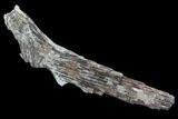 Ichthyodectes Caudal Fin & Associated Vertebrae - Kansas #93768-1